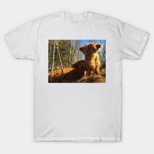 Scottish Highland Cattle Cow and Calf 1965 T-Shirt